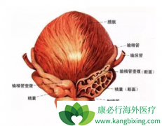 ���ٰ�֢״����Щ?��α������ٰ�����