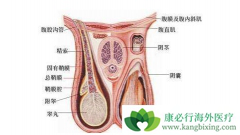 غ�谩֢״����������Щ���֣���غ�谩��ԭ��