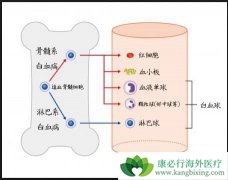 ��Ѫ��������֢״����Ѫ�����ߵ��ճ�����