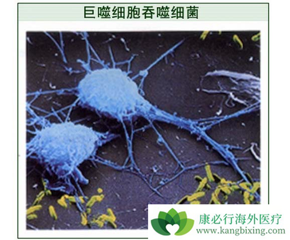 巨噬细胞 巨噬细胞