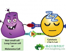 ���߼������Ƽ���PD-1����Ŀǰ���ȵİ�֢�������Ʒ���֮һ