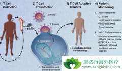 CAR-Tϸ���Ʒ���PD-1���Ƽ���Ŀǰ��Ϊ���ȵİ�֢�������Ʒ���