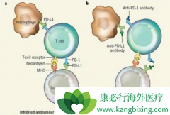 ��֢��������ʹ��PD-1���Ƽ�ǰ��������������������