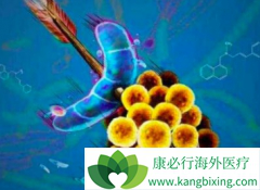 ��άĪ˾(Everolimus)�Զ��ְ�֢�������п�������