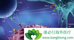 PD-1ҩ����ķ����(Keytruda)����ʵ�尩֢����Ч������