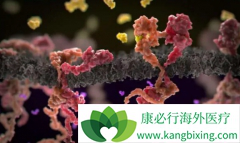 ����ҩ��������(LAPATINIB)�ܴٽ����ٰ�ϸ�������������