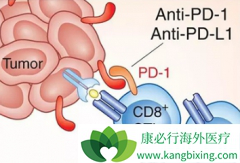 ����PD-L1�߱���Ļ���PD-1���Ƽ�������Щ���͵Ļ�����Ч
