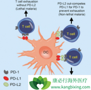 ����PD-L1���������ķ����(Keytruda)���ܽ������ں�ɫ������������