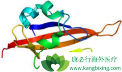 ��������(SUNITINIB)���������Ƹ������չ�Ķ�����Ĥ����