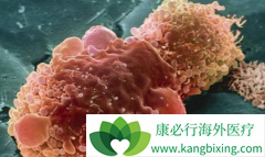 ��������(ERLOTINIB)�����ڼ�ΰ�����Ҫ��Ըߵ���ʳ��