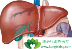 ����ҩ����������(SORAFENAT)�İ�ȫ�Բ��ܸι���Ӱ��