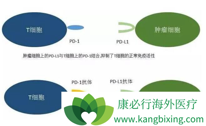 PD-1pd1
