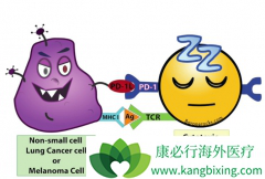 ����PD1�����Ʒ���Ч��ǰ��������ʲô