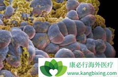 ����������ȡ����������/��̹��Ϊת����������һ����ҩ��