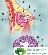 ��������(TYKERB)���Ƥ��ķ������뻼�ߵ��������