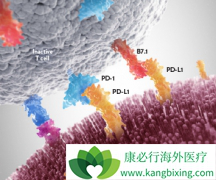 Ϊʲô���䵥��/ŷ�����ܳ�Ϊ�ҹ���һ�����е�PD-1���Ƽ�