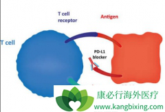 PD-1���Ƽ����ϰ���ҩ������߻��ߵ���������