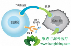 PD-1���Ƽ����ƺ����������ǲ���˵��������Ч