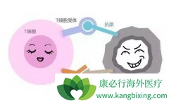 PD-1���ٴ�ʹ��������Щ���ƺ�Ҫ��