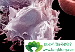 ����Ѫ�������Ԥ��������������Ӧ֮һ��ϸ������