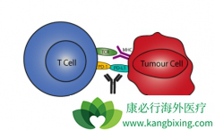 ���ڷΰ���ǰʹ��PD1ҩ�ﲻ�ᵼ������ʱ�䱻����