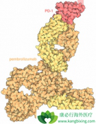 PD-1���Ƽ���������ҩ�������ѳ���Ч����ô��