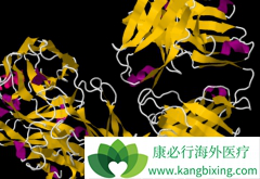 ����������(rituximab)���ϻ��ƿɸ����ܰ������ߵ�����Ԥ��