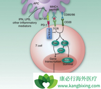 ����ʹ��PD-1���Ƽ����������֢״��ô����