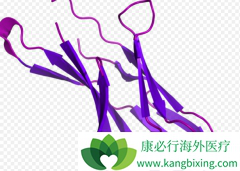 �˷�PD-1���Ƽ���ҩ�Ĺؼ���Ҫ����������