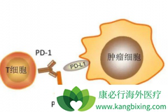 ʹ��PD-1���Ƽ��������Ѵﵽ��ȫ�������ͣҩ��