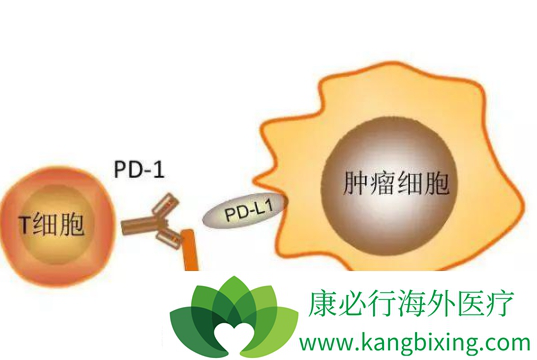 PD-1