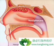 ��ë����������ΰ�����ʰ�Ӧ����ô���ƱȽϺã�