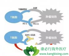 PD-1���Ƽ���������2�������1��Ч�����ȶ�