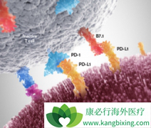 ���������PD-1��PD-L1���Ƽ�Ӧ���ʵķ�������Щ