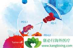 ��ƥľ����(Yervoy)��PD-1���Ƽ�һ��������������ϵͳ