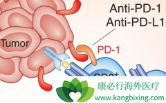PD1(PD-1)ΰûӸ÷