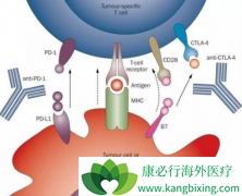 CTLA-4PD-1ƼǲǱȵһҩҪ