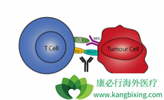 ��֢�������ư���ҩ��û���PD1�����Ʒ�Ч����