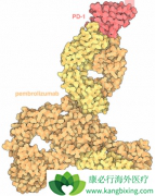 ����ʹ��PD-1(PD1)�����������ϸ����ֲӦ������������֢