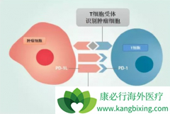 PD-1������PD-L1���岻�����õ�ԭ����ǻ����������ļ���