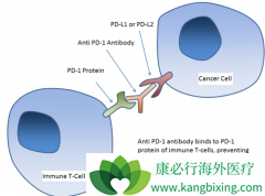 ��PD-1/PD-L1���Ƽ�Ϊ�����������Ʒ��ð�֢���߳�������Ϊ����
