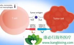 Ϊʲô����ҩ��PD1/PD-1���Ƽ���ô���棿