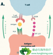 CTLA-4������PD-1�������Ͽɷ���Эͬ����