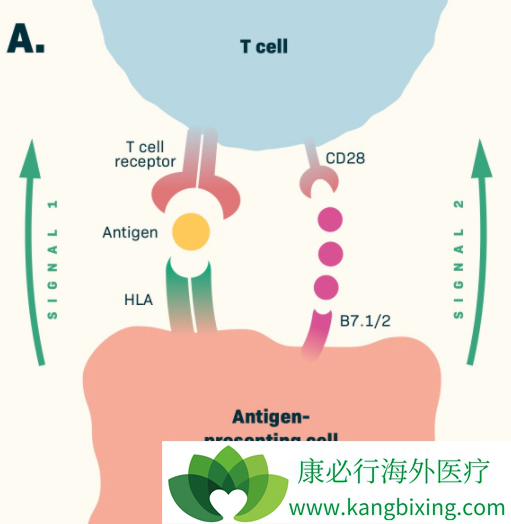 CTLA-4