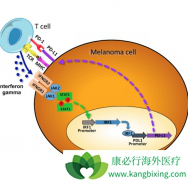 PD-L1�������ķ�չ������Щ���ã�