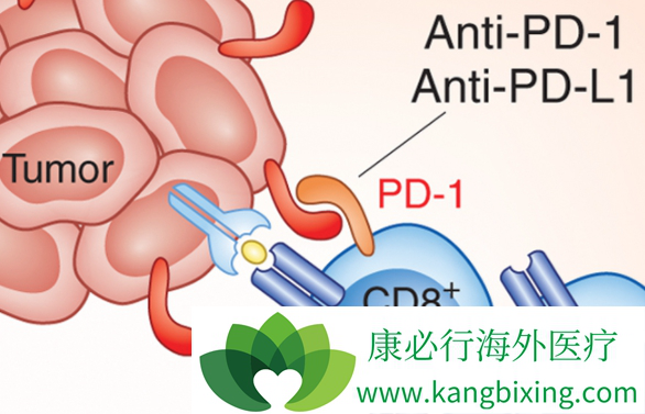 PD-1抑制剂 PD-1抑制剂