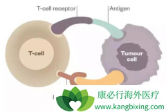���߼������Ƽ����ϻ���ʱPD-L1����ߵͻ�������Ӱ��