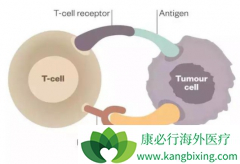 �����Ʒ�PD-1���Ƽ�������Ч��ô�죿