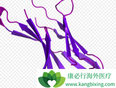 PD-1������Ĳ�����ΪEGFR���Էΰ����ߵ�����ѡ����