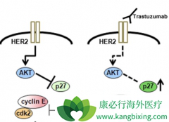 T-DM1������HER2�߱���ķΰ����Ѵ�����ϣ�������